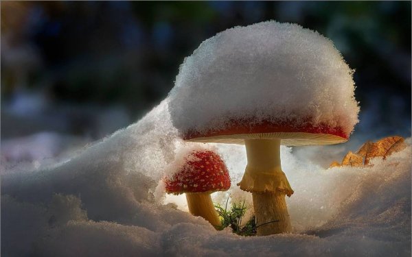Мухоморы под снегом