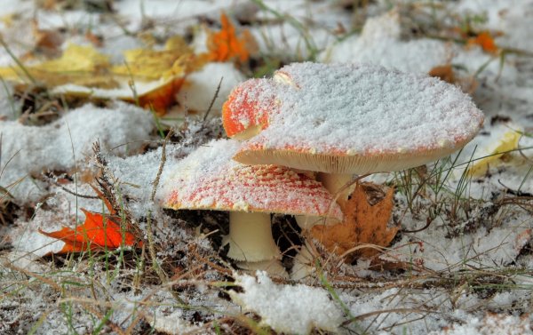 Снежный гриб