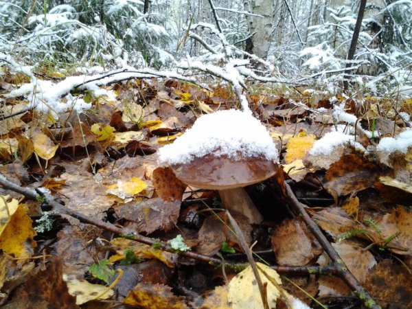 Зимние грибы в лесу