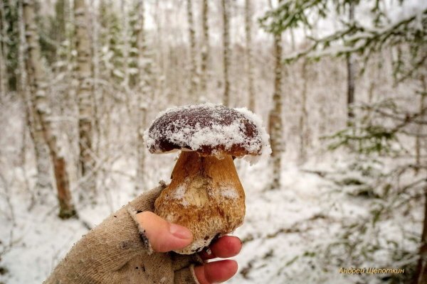 Грибы в снегу