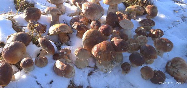 Под боярышник гриб