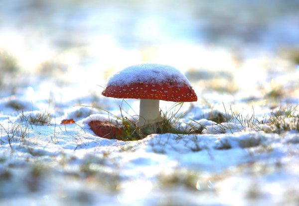 Грибы в снегу