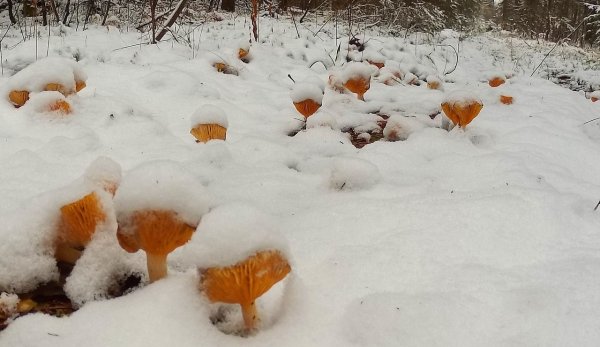 Грибы зимой в лесу