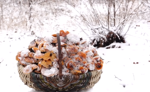 Грибы зимой