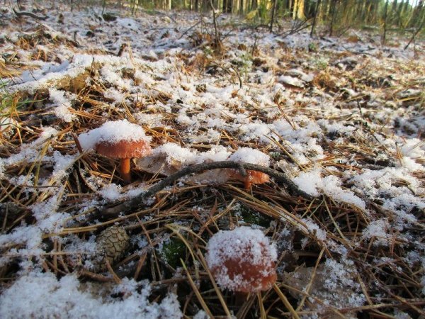 Грибы из под снега