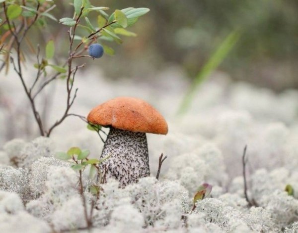 Подосиновики на Кольском полуострове