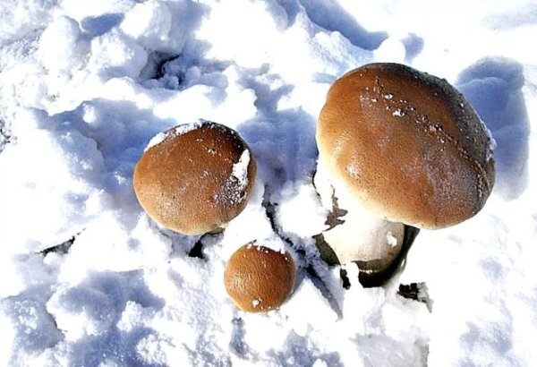 Грибы под снегом