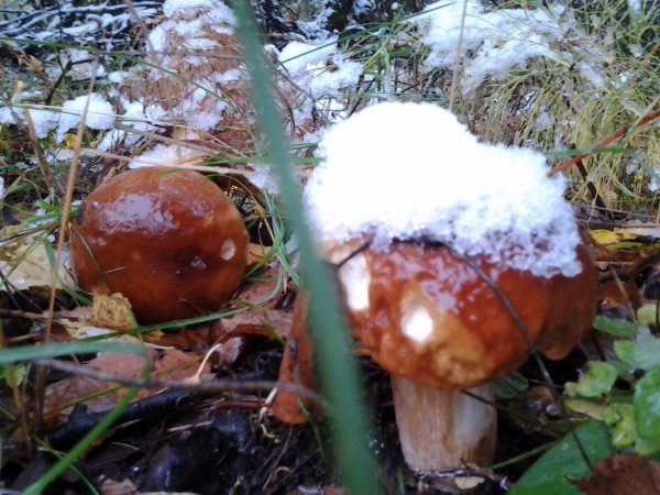 Сон под грибами