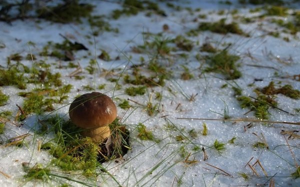 Зимние грибы в лесу