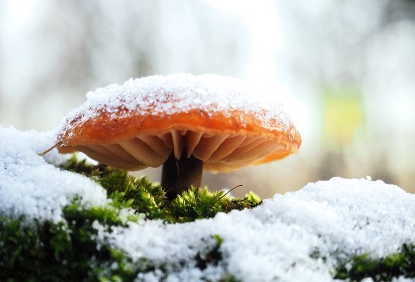 Макросъемка природа зима