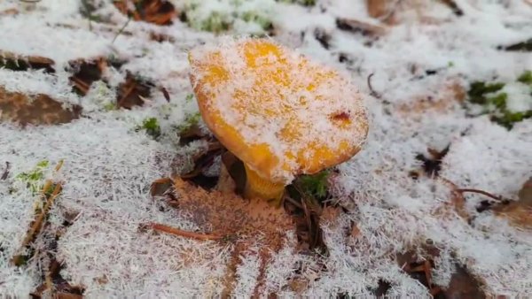 Грибы лисички в снегу