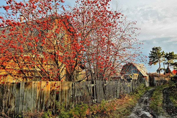 Рябина Савватеевых