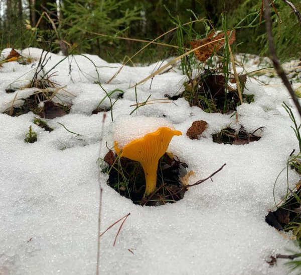 Замерзшие грибы в лесу