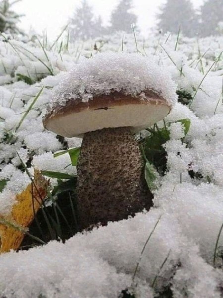 Зимние грибы в лесу