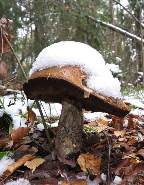 Грибы зимой