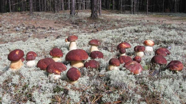 Сибирские грибы Сибирские грибы 2020