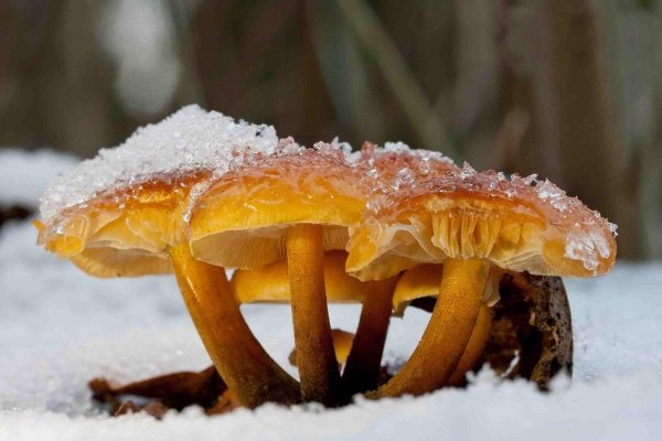 Зимний опенок фламмулина