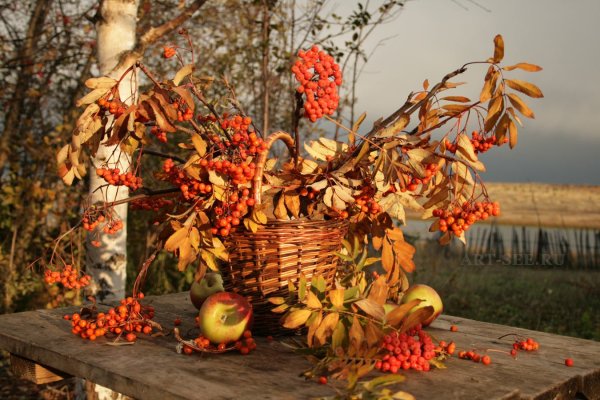 Золотая осень рябина