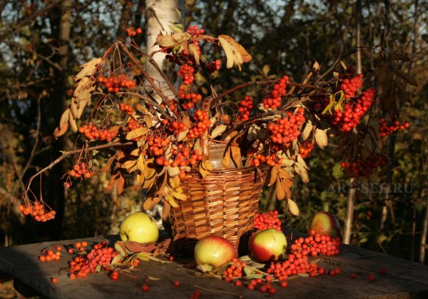 Рябина в октябре
