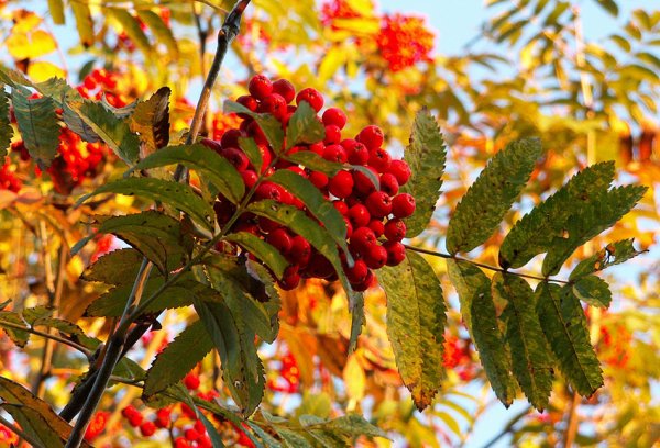 Карика дуболистная