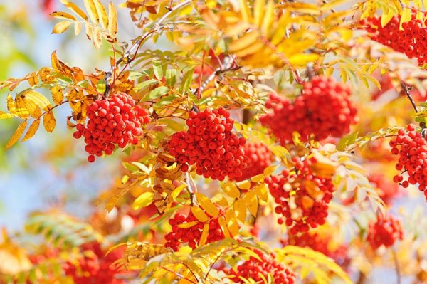 Рябина осенью