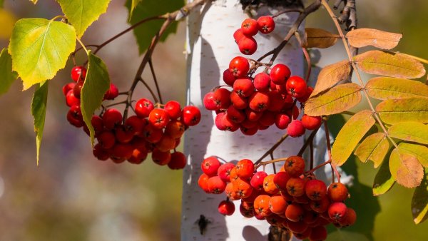 Калина красная Рябиновая веточка