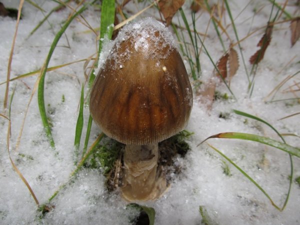 Подснежные грибы