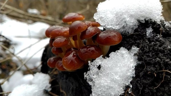 Грибы зимой в саду