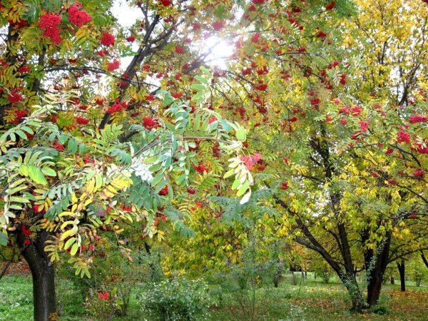 Рябина обыкновенная Невежинская