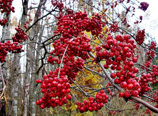 Гроздья рябины поздней осенью