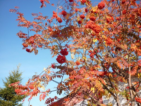 Есенин костер рябины красной