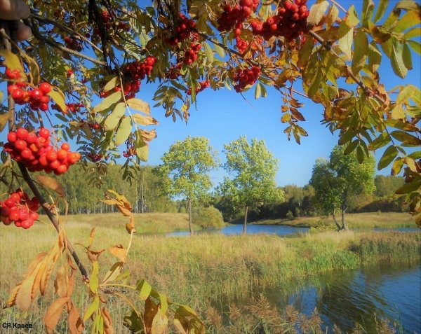 Осенний пейзаж с рябиной