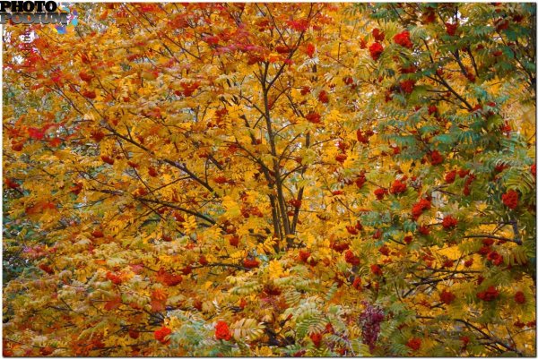 Рябина дерево осень