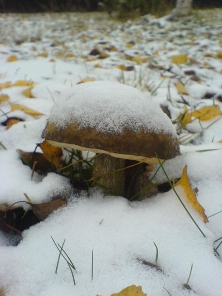 Грибы под снегом