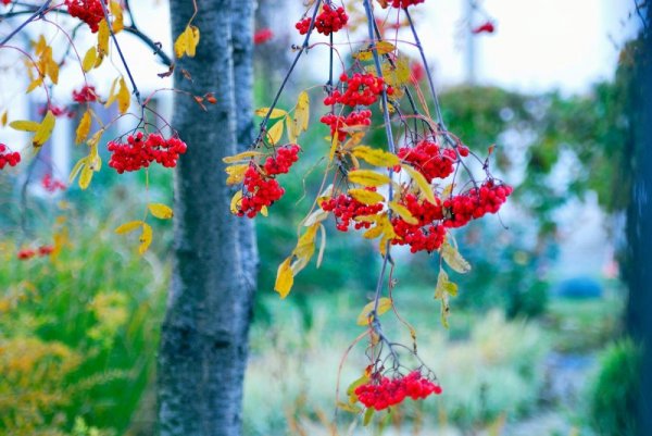Пейзажи осенние красивые с рябиной