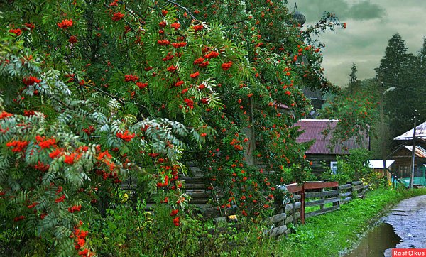 Река рябина деревня
