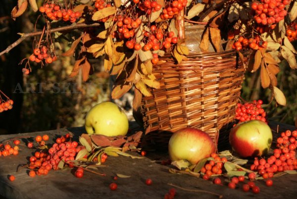 Фрукты осень дарит нам