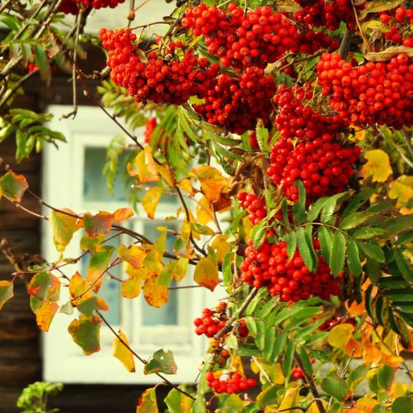 Рябина под окном