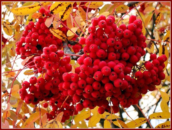 Гроздья рябины