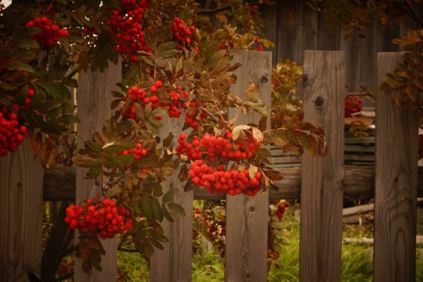 Рябина под окном