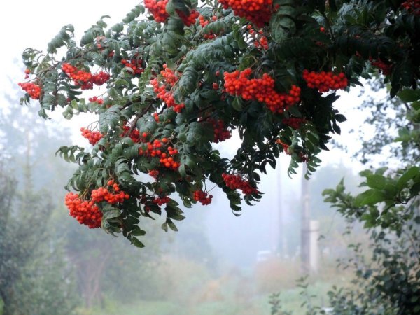 Рябина кустовая