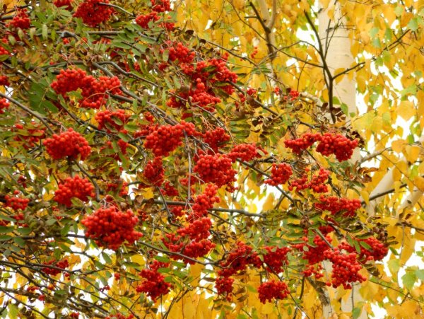 Рябина в саду