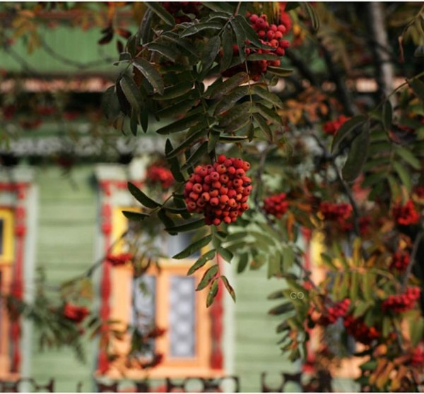 Осенняя рябина в деревне