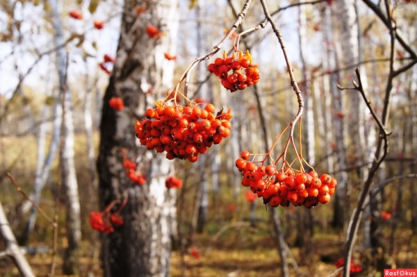 Рябина в лесу