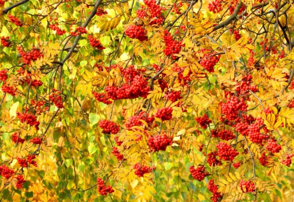 Костер рябины красной