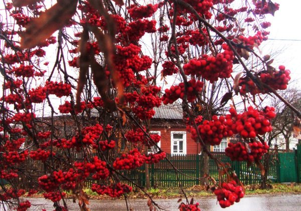 Рябина в саду