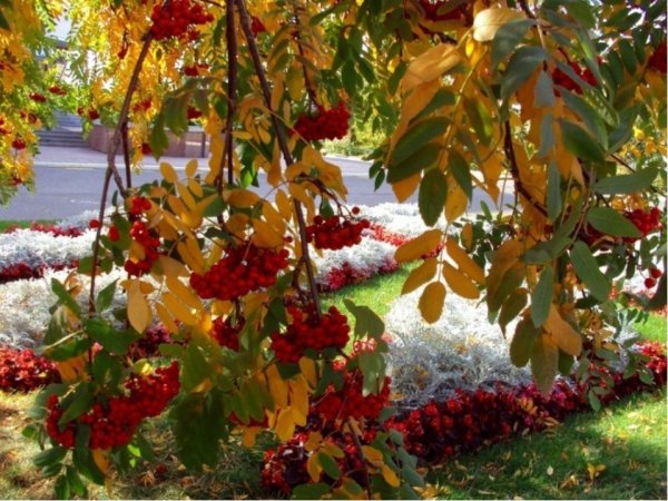 Рябина в осеннем саду