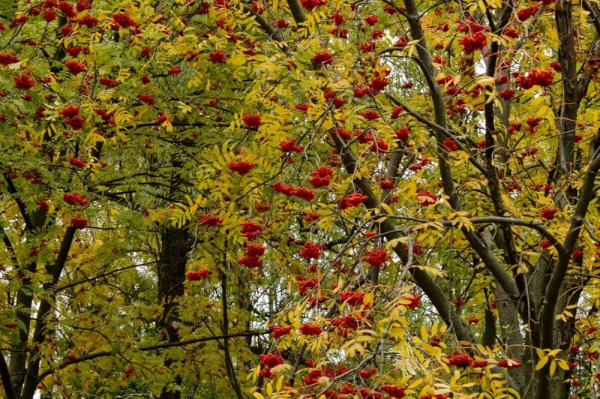 Рябина дерево