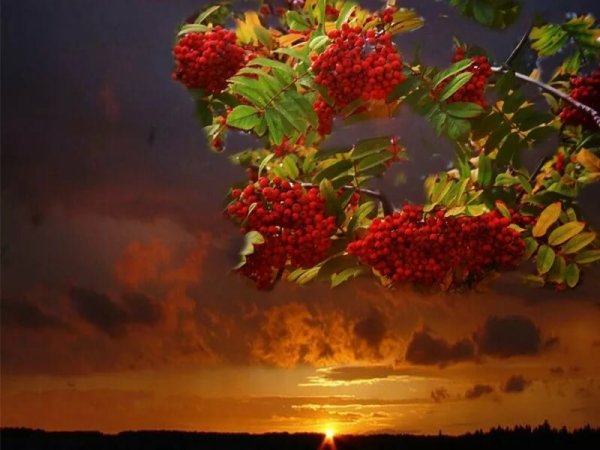 Рябина на рассвете