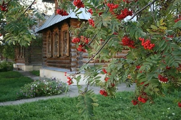 Рябина куст деревня